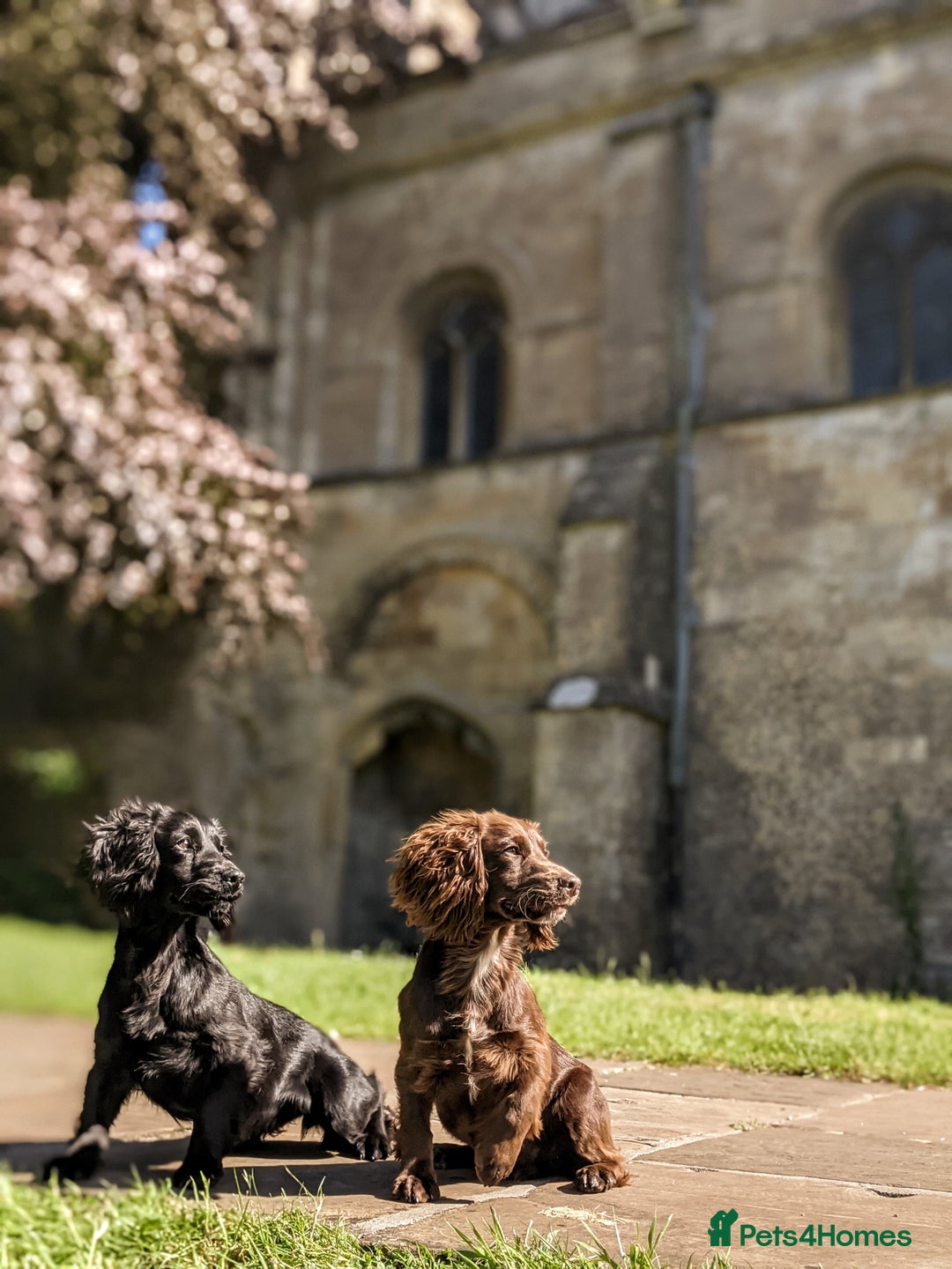 Cocker Spaniel dogs for sale: Kennel Club Registered Cocker Spaniel Puppies  - Image 8