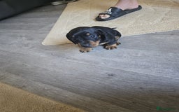 Dachshund dogs for sale: 💖💙💙 puppies 🐶  - Image 7
