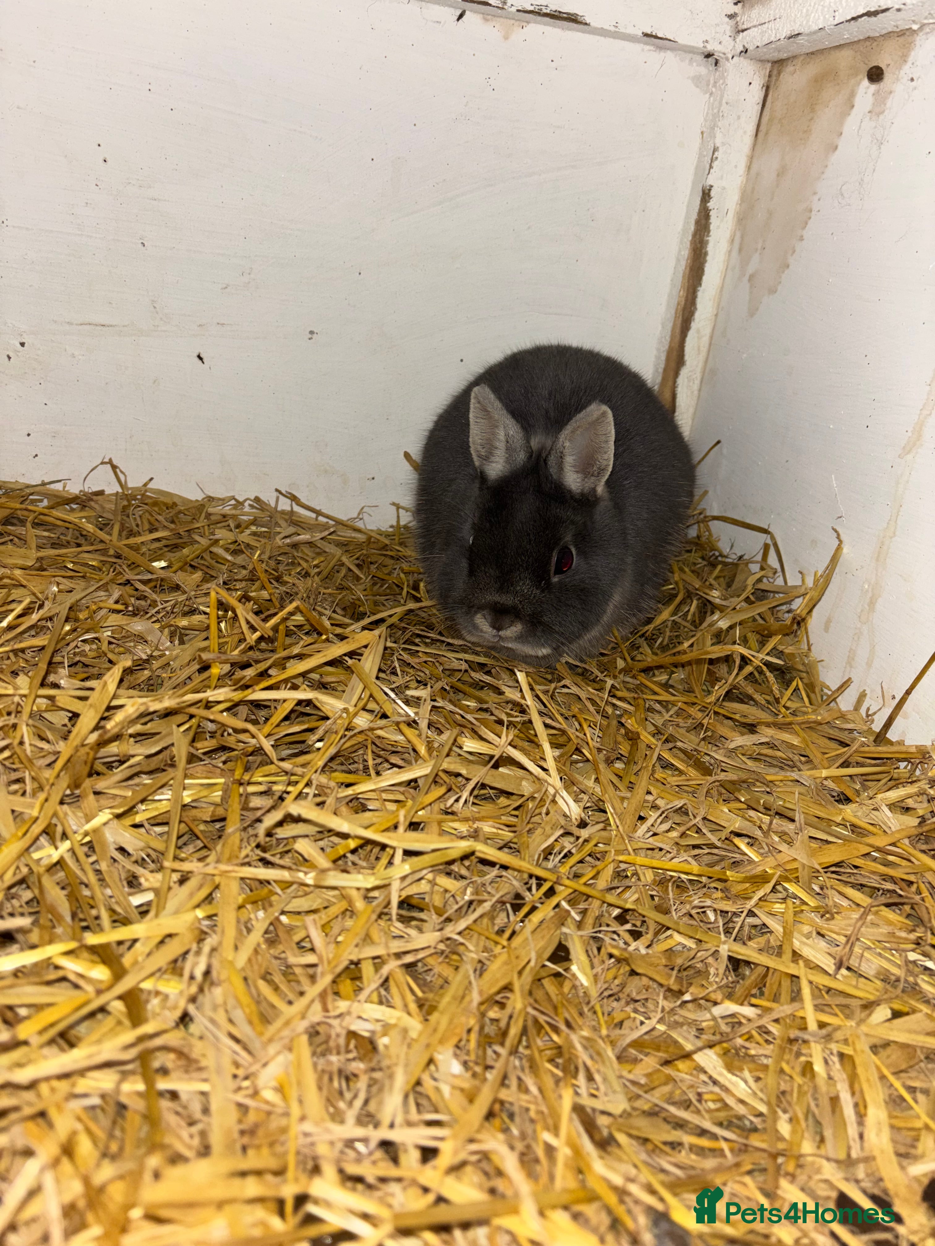 Netherland Dwarf rabbits Three stunning rabbits looking for new homes - Advert 1