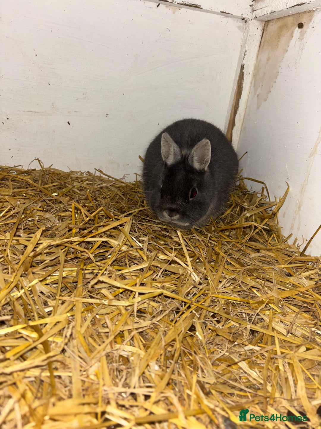 Netherland Dwarf rabbits for sale: Three stunning rabbits looking for new homes - Advert 1