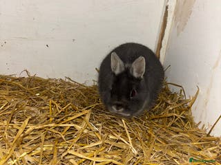 Netherland Dwarf rabbits Three stunning rabbits looking for new homes - Advert 1