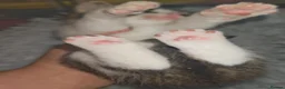 Mixed Breed cats for sale: 3 beautiful girls  - Advert 5