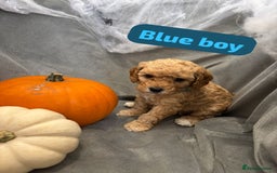 Cavapoochon dogs for sale: 🐾CAVAPOOCHON PUPPIES 🐾 - Image 14