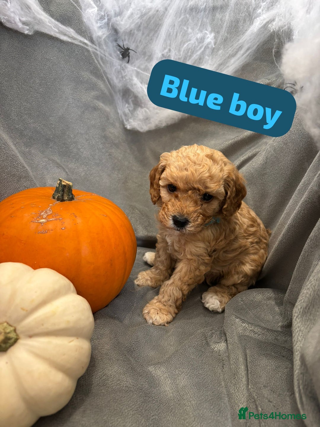 Cavapoochon dogs for sale: 🐾CAVAPOOCHON PUPPIES 🐾 - Image 14