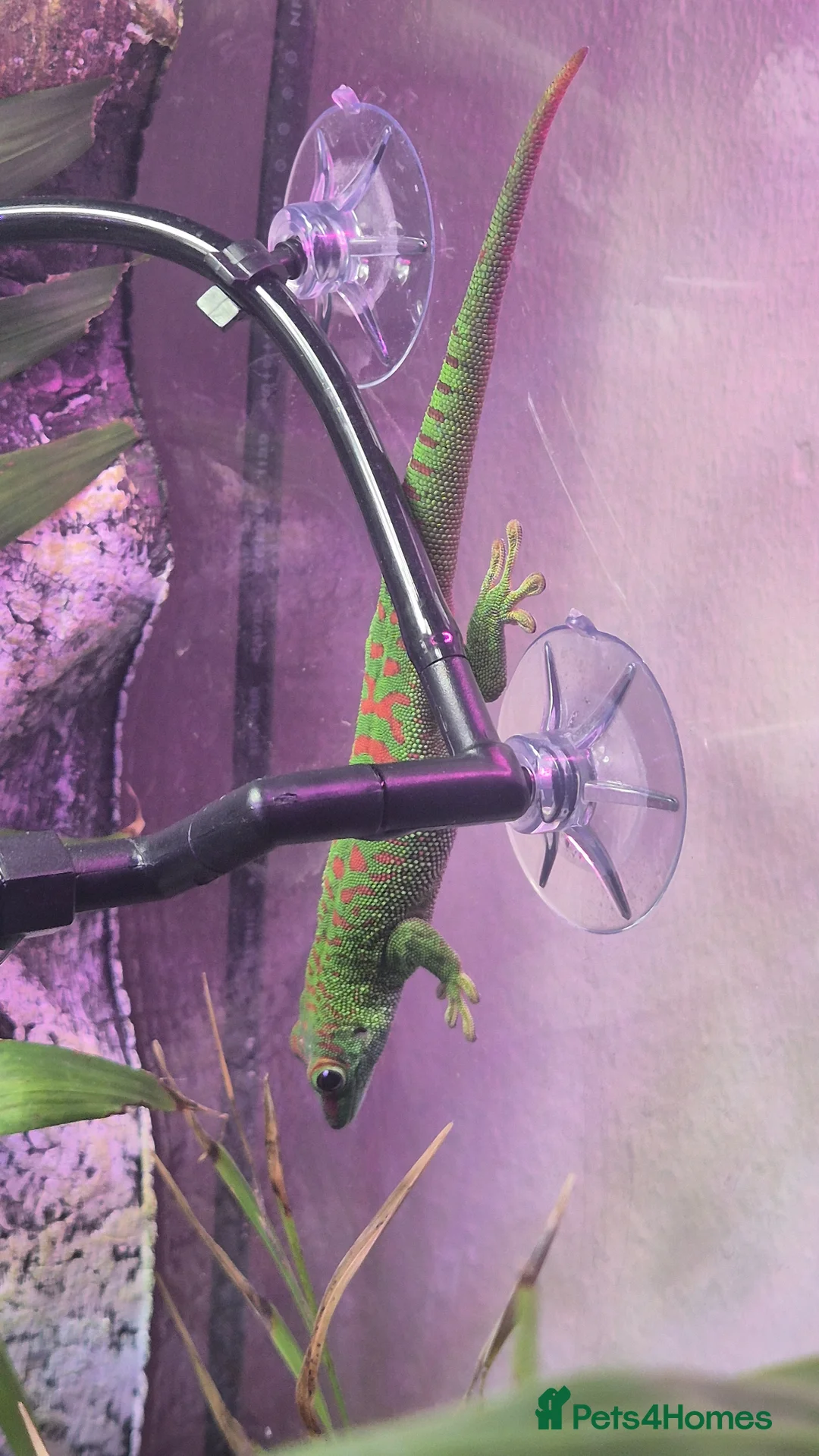 Gecko reptiles for sale: 1 x pair of Giant madagascan day geckos for sale  in Manchester - Advert 3