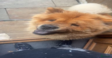 Chow Chow dogs - Advert 8