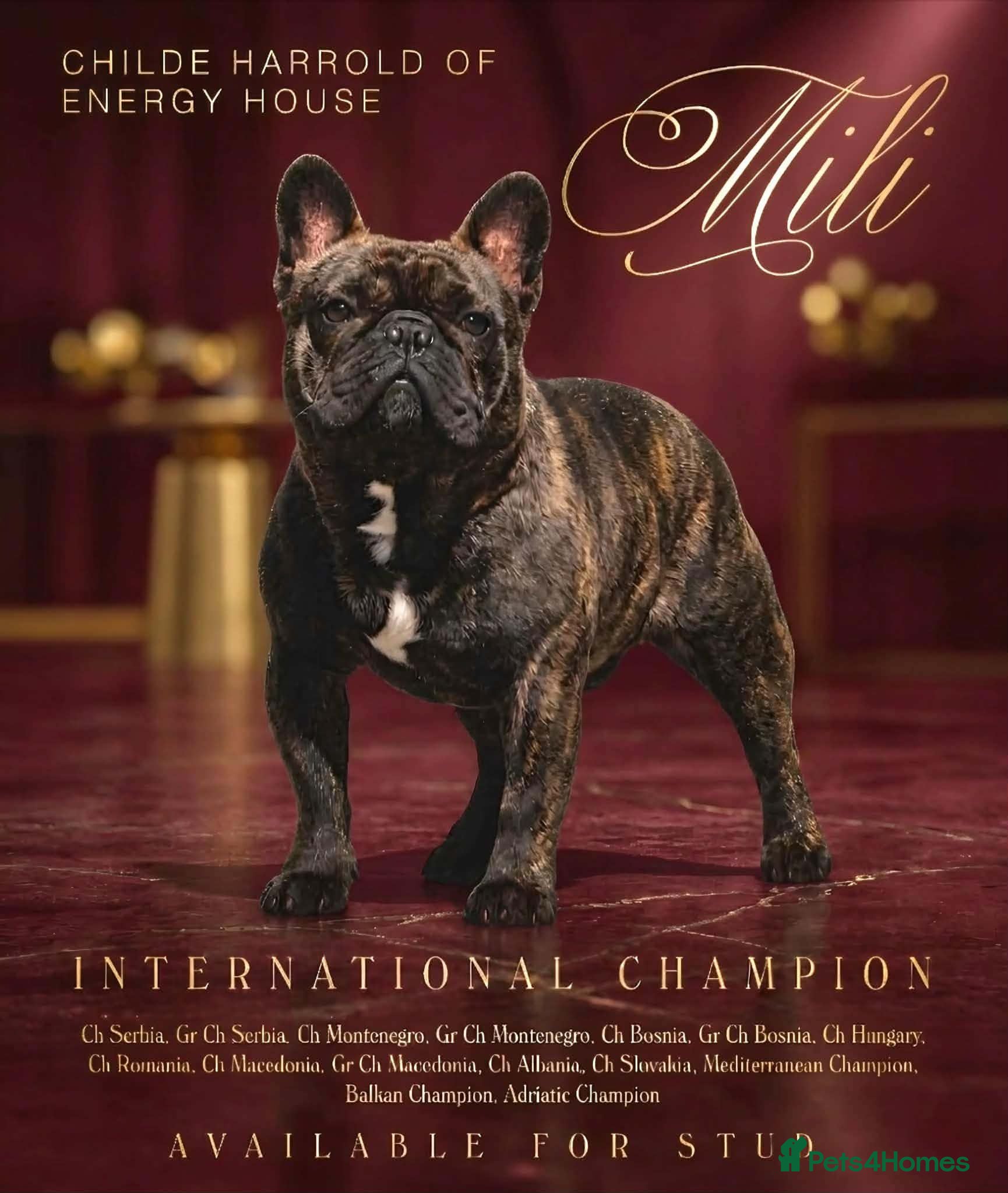 French Bulldog dogs International Champion French Bulldog at Stud - Advert 2