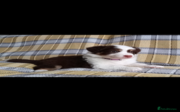 Australian Shepherd dogs for sale: Australian Shepherd puppies looking for new home in Peterborough - Image 20