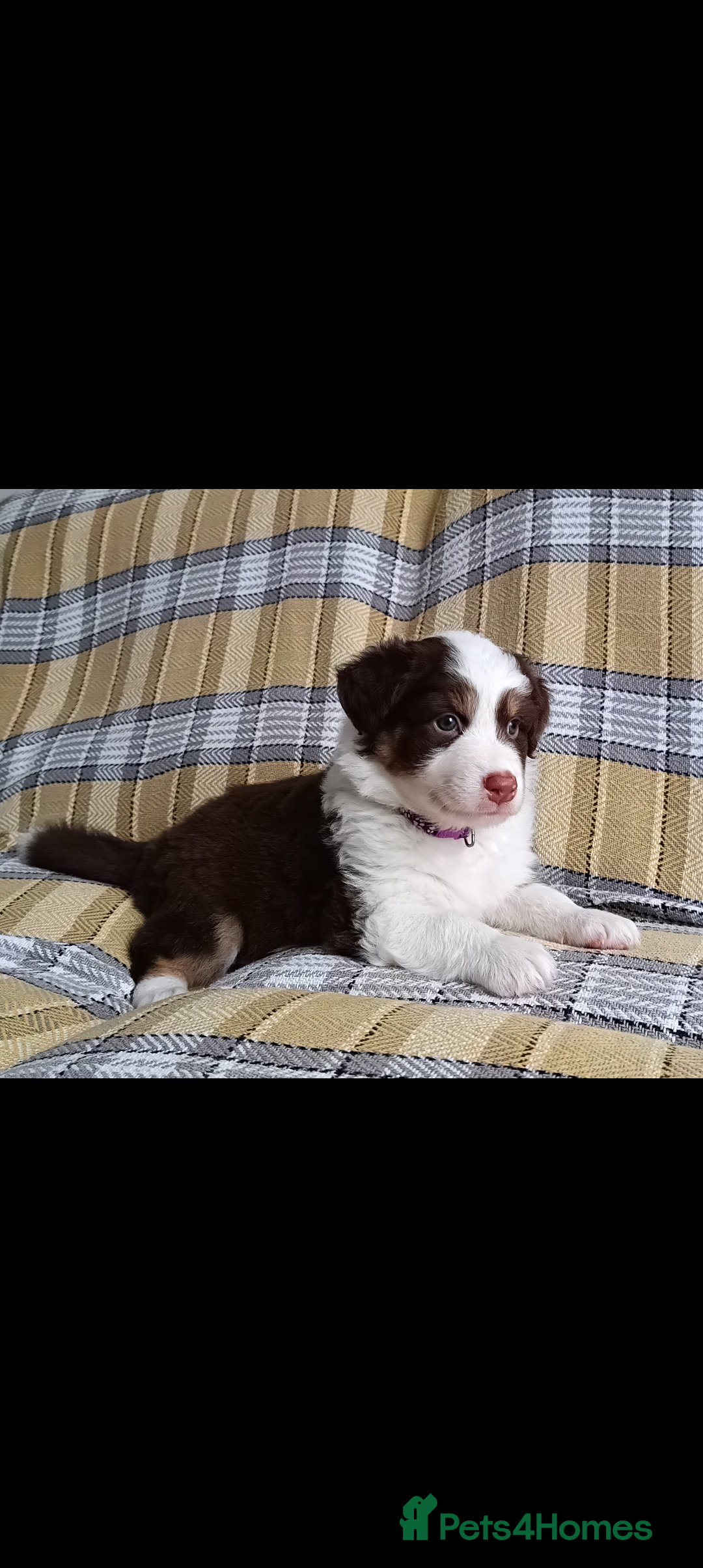 Australian Shepherd dogs for sale: Australian Shepherd puppies looking for new home in Peterborough - Image 20