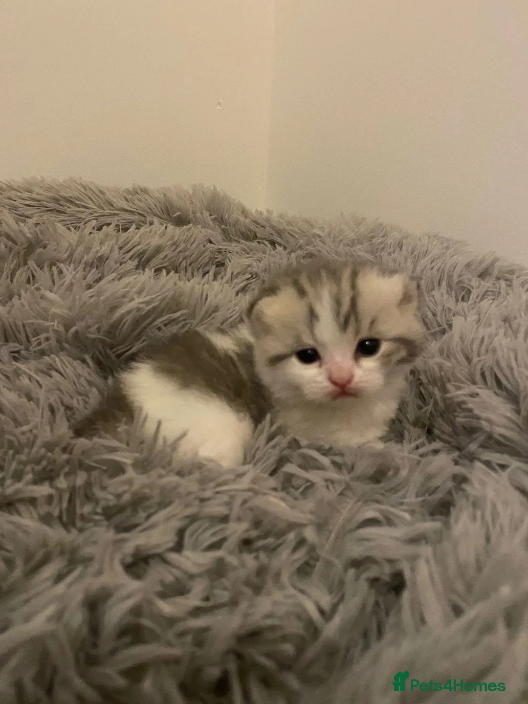 British Shorthair cats for sale: ✨ Stunning British Shorthair Kittens ✨ in Loughborough - Advert 2