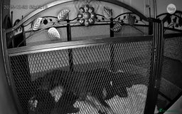 German Shepherd dogs for sale: German shepherd puppies  - Image 5