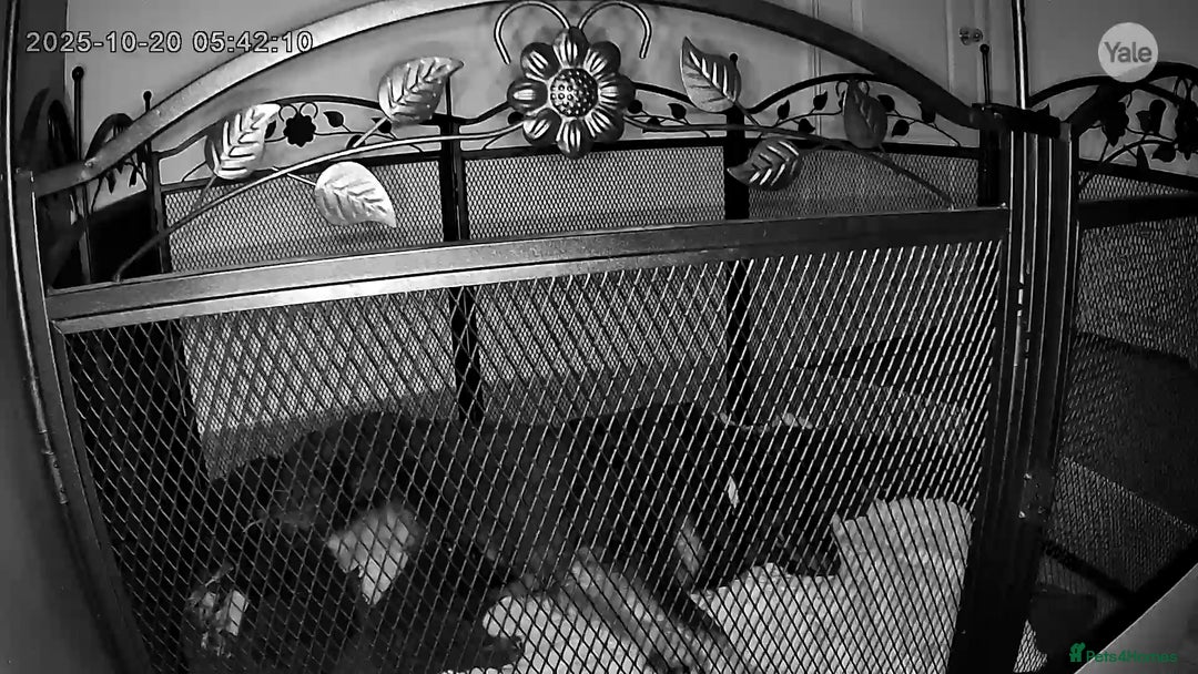 German Shepherd dogs for sale: German shepherd puppies  - Image 5