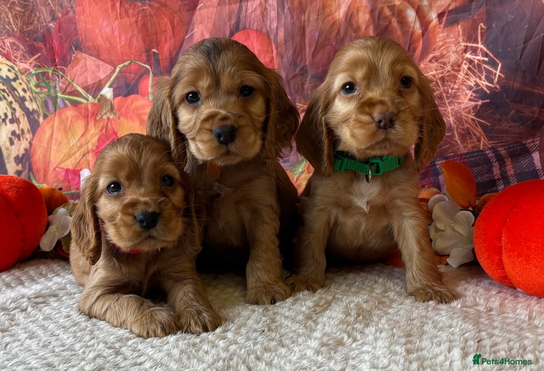 Cocker Spaniel dogs for sale: Outstanding KC Show Cocker Spaniels 🩷 - Image 6
