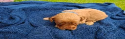 Cockapoo dogs for sale: First class cockerpoo puppies  - Advert 10