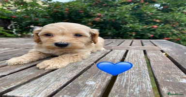 Cockapoo dogs - Advert 9