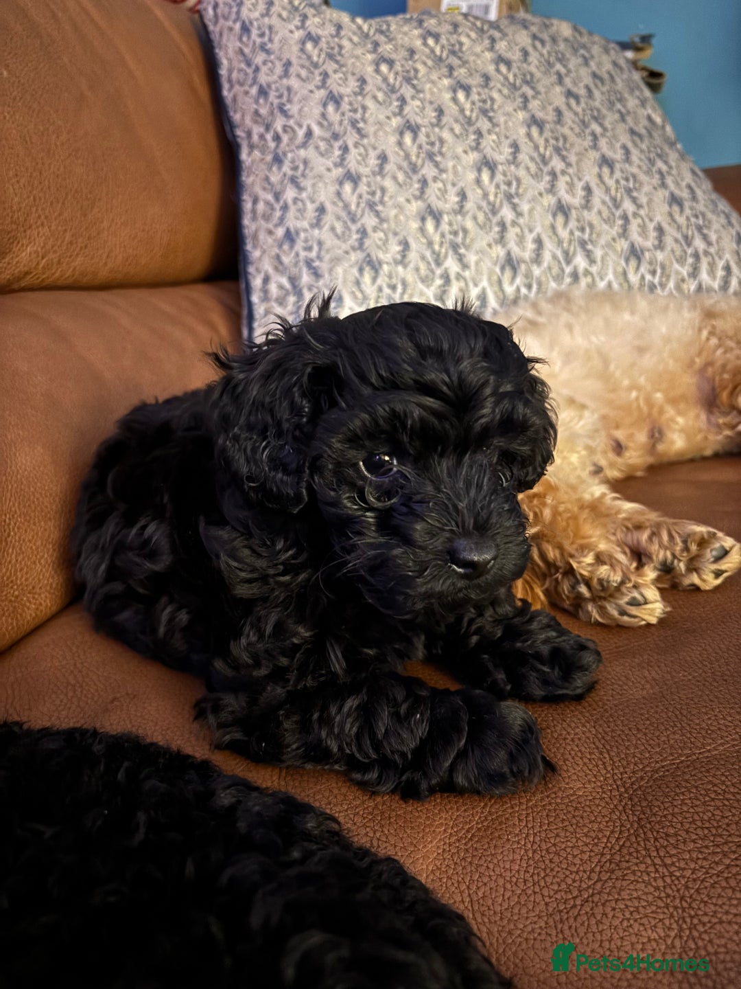 Cavapoochon dogs for sale: Toy Cavapoochons F1B - Advert 18