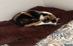 Mixed Breed cats for sale: Female Calico cat ready for new home - Image 5