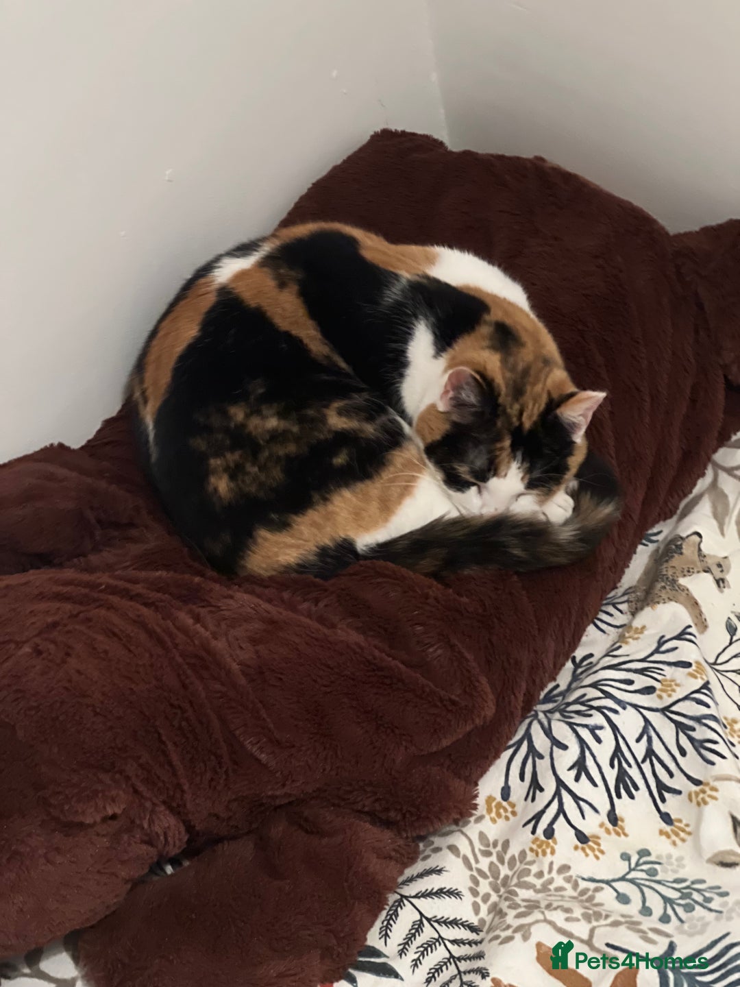 Mixed Breed cats for sale: Female Calico cat ready for new home - Image 5