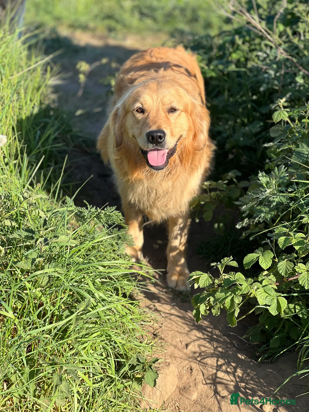 Golden Retriever dogs for stud: Golden retriever stud - Advert 6