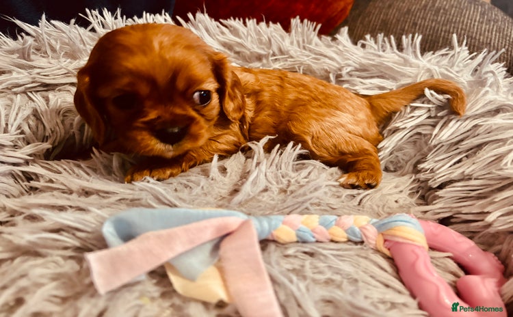 Cavalier King Charles Spaniel dogs KC Cavalier King Charles - 1 girl available   - Advert 5