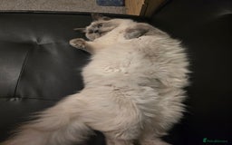 Ragdoll cats for sale: Ragdoll for sale  - Image 11