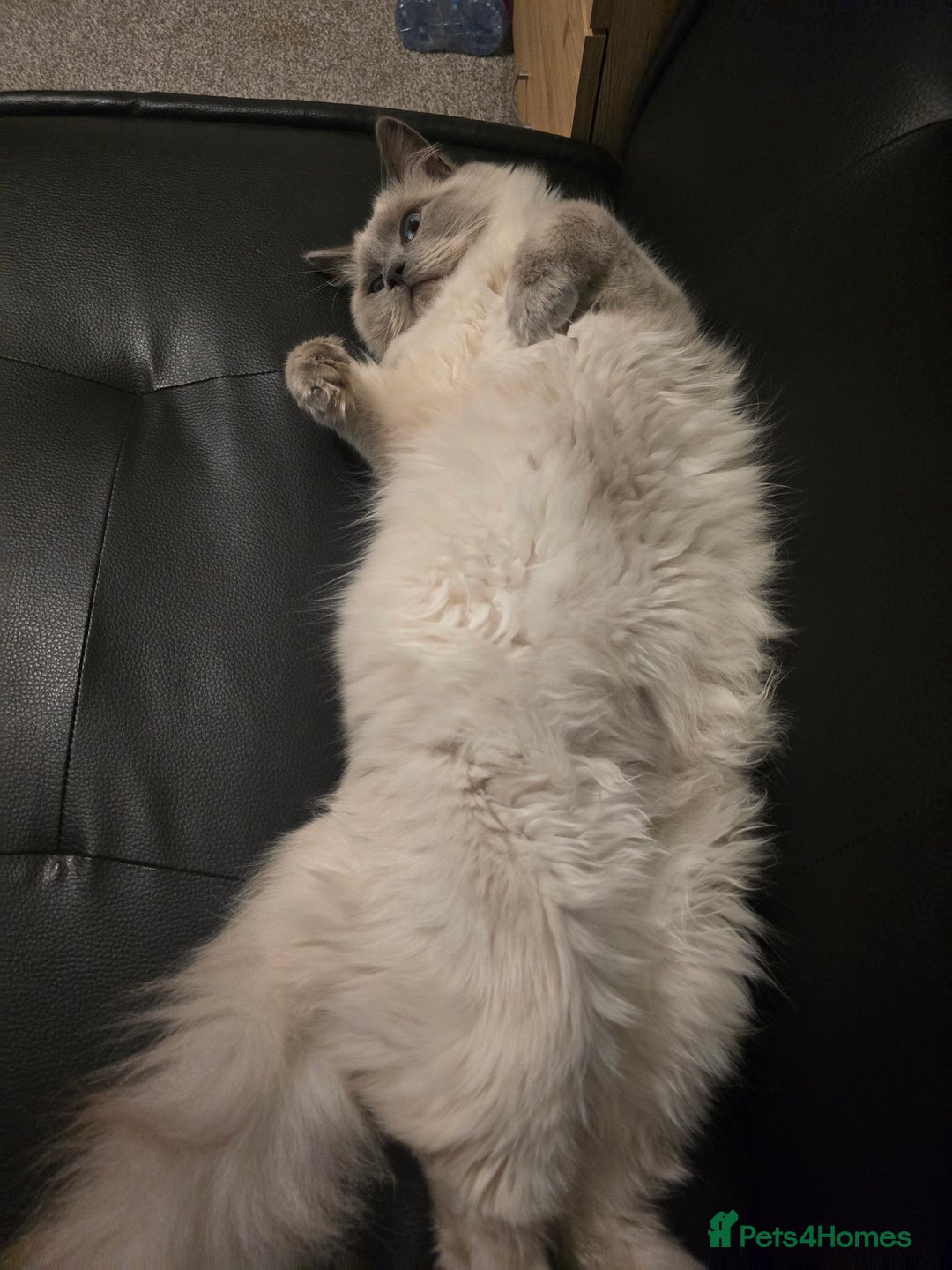 Ragdoll cats for sale: Ragdoll for sale  - Image 11