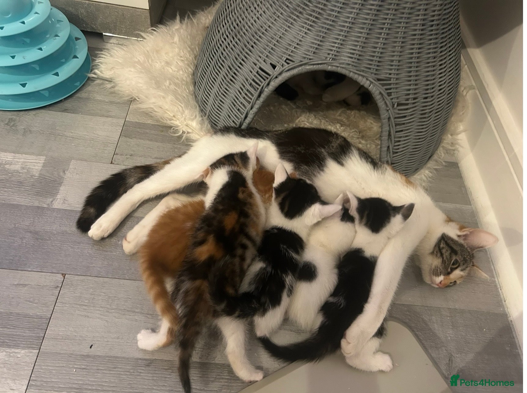 Domestic Shorthair cats Tortoiseshell kitten, 8 weeks,girl, ready now  - Advert 4