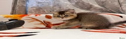 Scottish Fold cats for sale: Purrfect kitten  - Advert 5