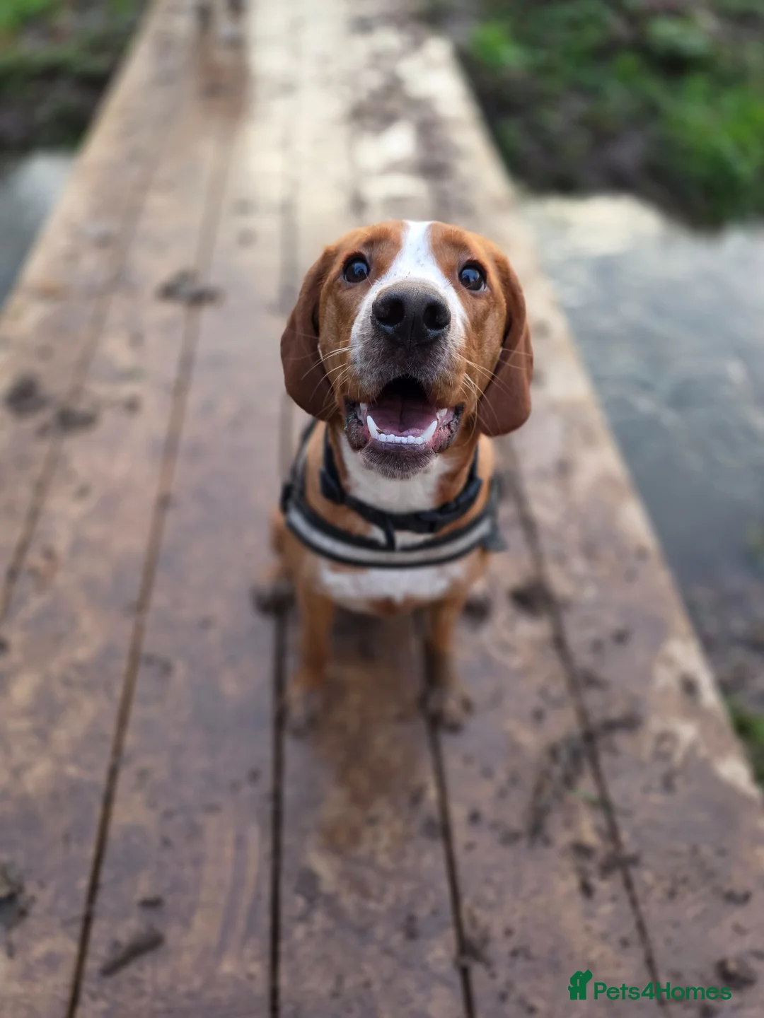 Mixed Breed dogs for sale: Reggie - Advert 2