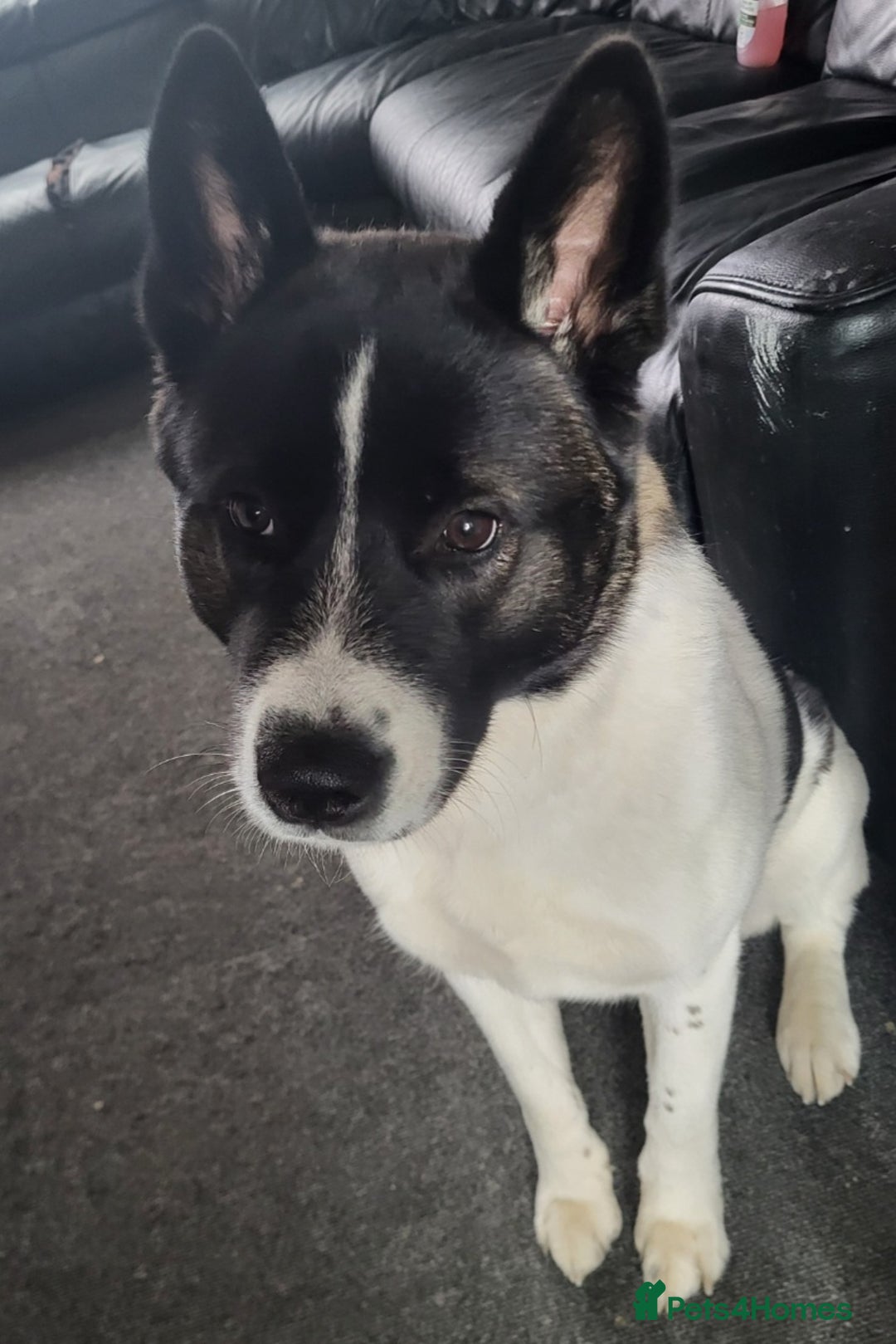 Akita dogs for sale: Female 1 & half Year-Old Female Akita For Rehoming - Advert 7