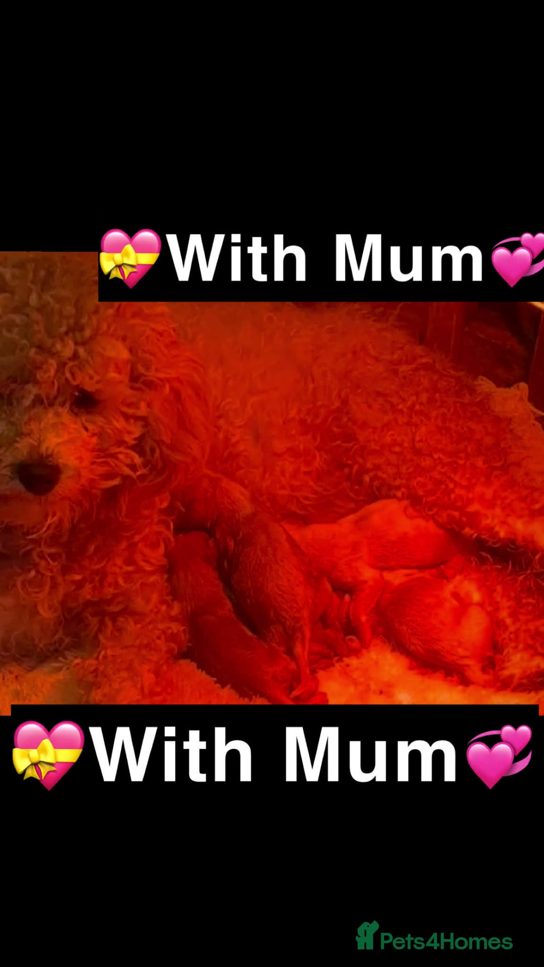 Cavapoo dogs for sale: Cavapoo female for sale - Advert 5