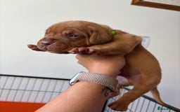 Dogue De Bordeaux dogs for sale: KC reg Dogue de Bordeaux puppies  - Image 21