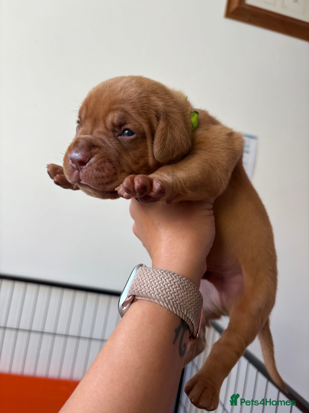 Dogue De Bordeaux dogs for sale: KC reg Dogue de Bordeaux puppies  - Image 21
