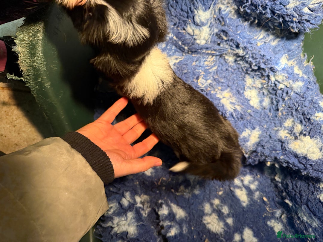 Tibetan Terrier dogs for sale: Beautiful black and white Tibetan Terrier girl  - Advert 4