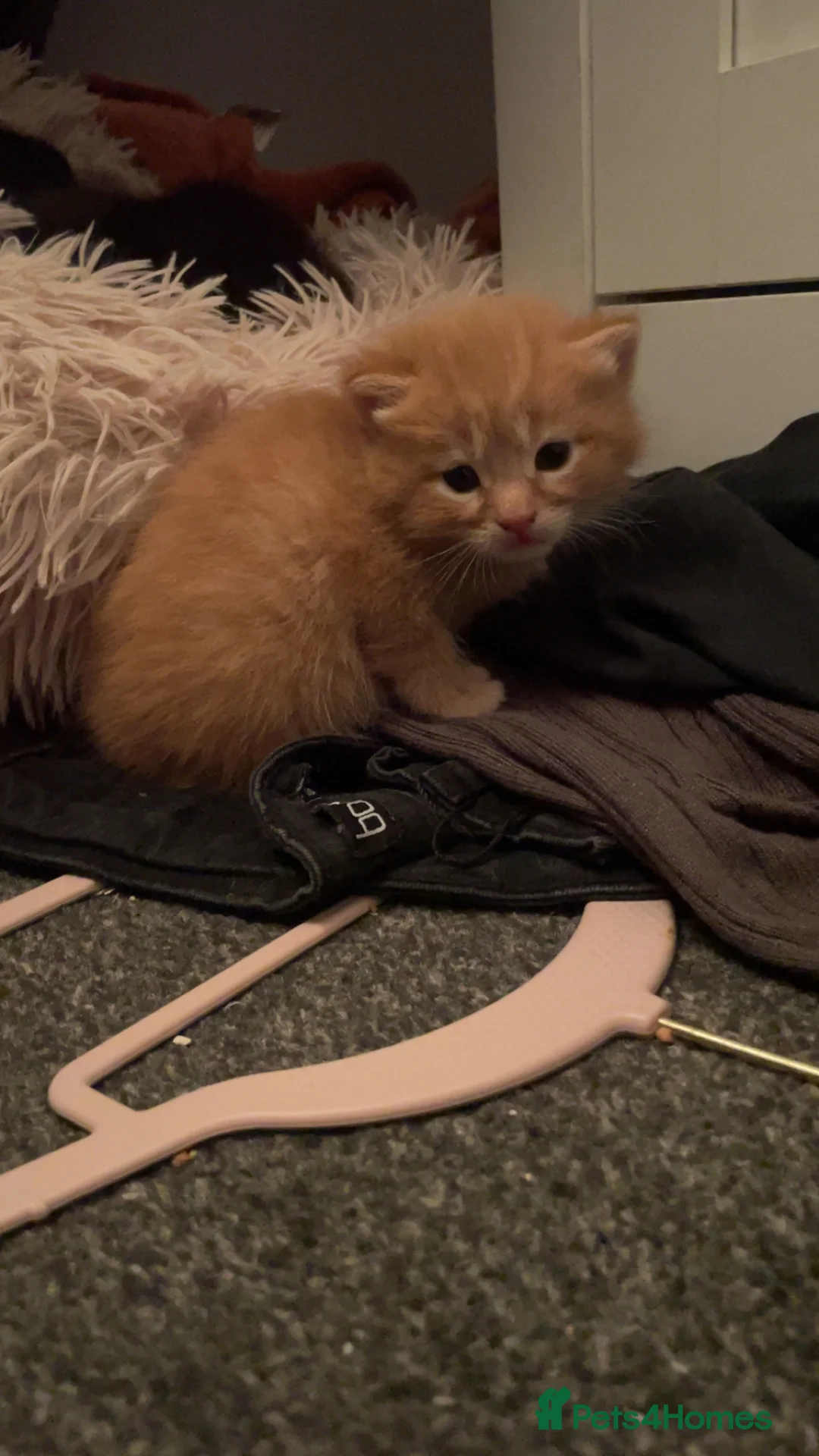 Mixed Breed cats for sale: Beautiful fluffy cuddly kittens for sale!!!  - Advert 32