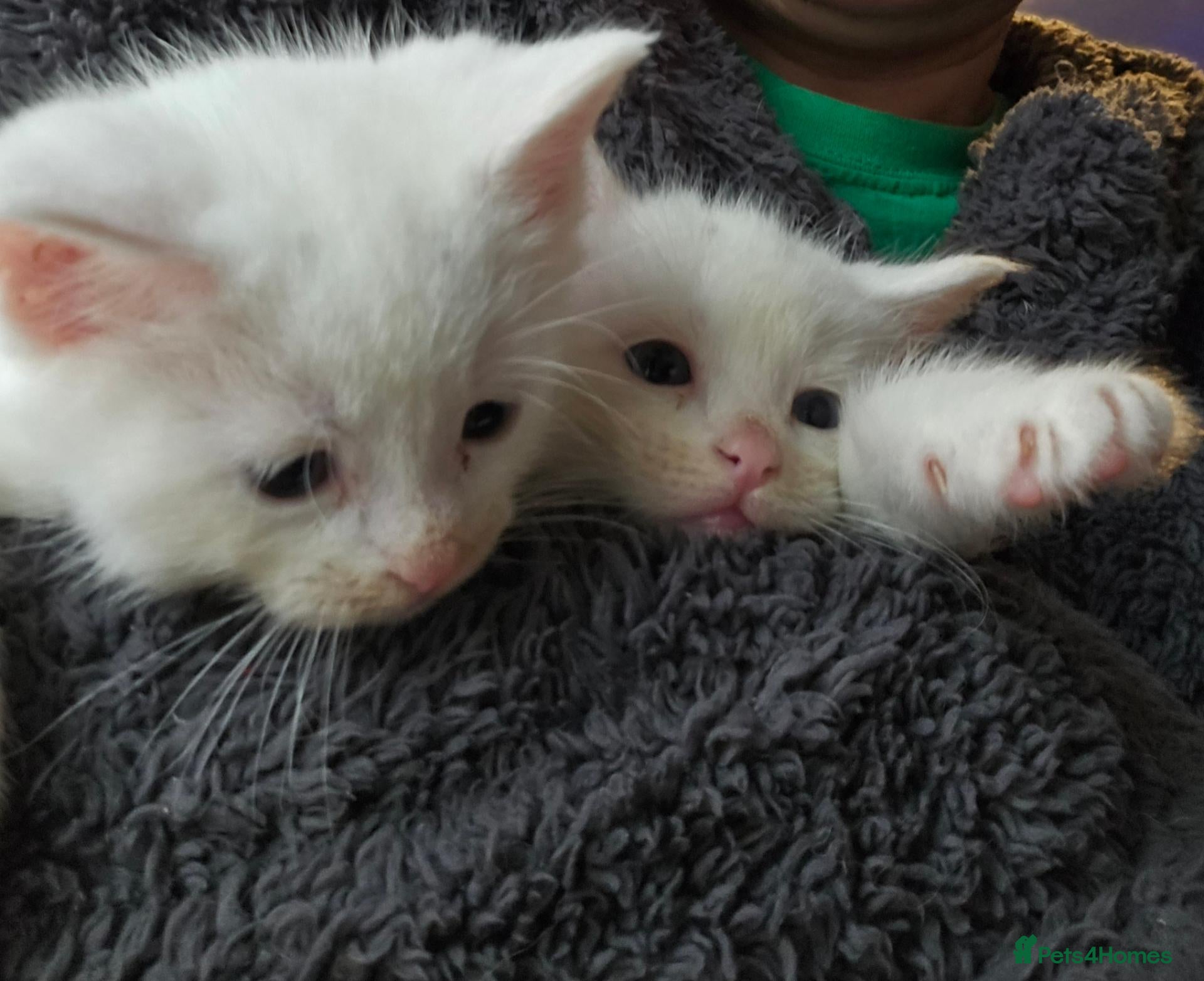 Mixed Breed cats Withe angora dad x mum toby kittens for sale - Advert 2