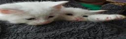 Mixed Breed cats for sale: Withe angora dad x mum toby kittens for sale in Wisbech - Advert 8