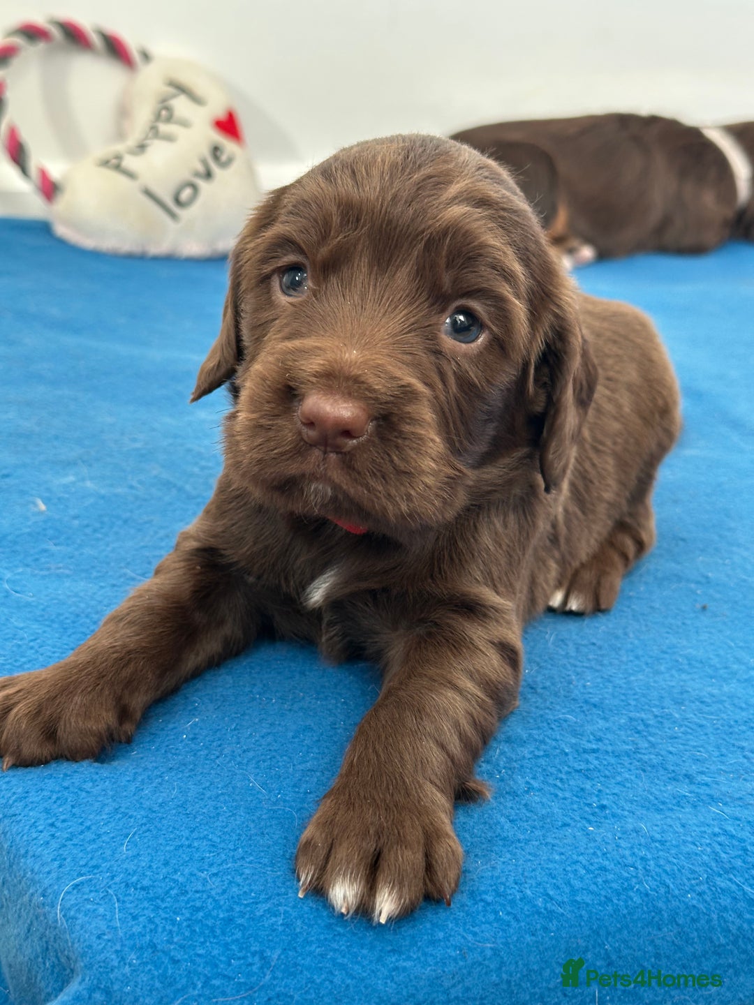 Sprocker dogs for sale: Fully Health Tested Sprocker Spaniel Puppies - Advert 8