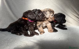 Cockapoo dogs for sale: F1B cockapoos - Image 3