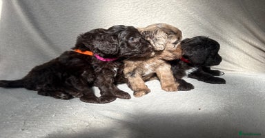 Cockapoo dogs - Advert 15