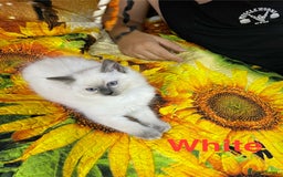 Ragdoll cats for sale: 🐈❤️5 Pure Ragdolls Waiting for Loving Family❗️❤️ - Image 11