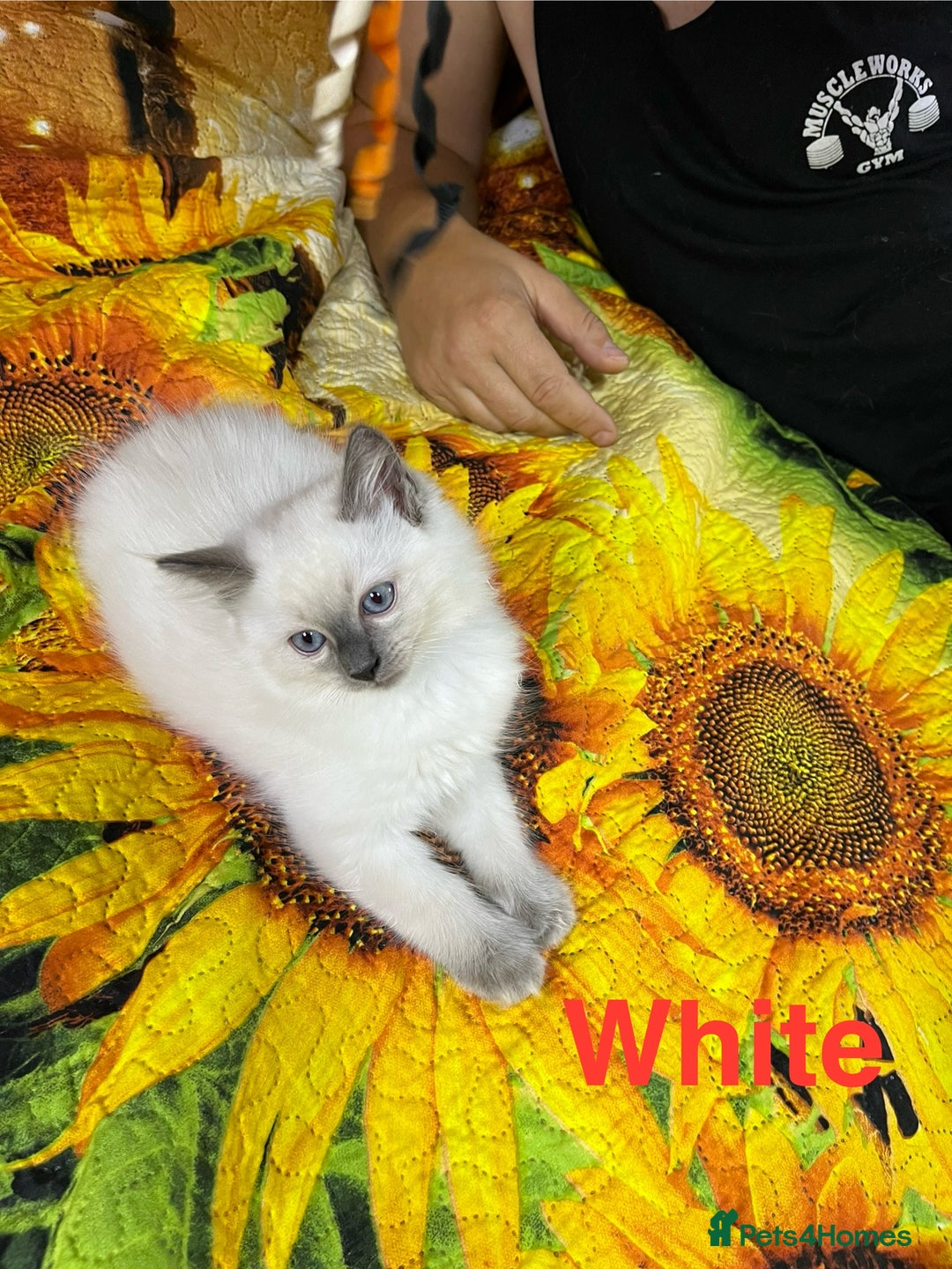 Ragdoll cats for sale: 🐈❤️5 Pure Ragdolls Waiting for Loving Family❗️❤️ - Image 11