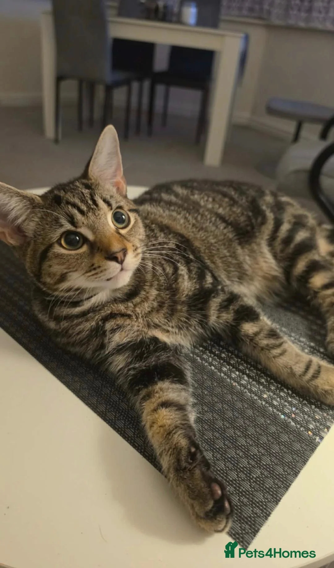 Domestic Shorthair cats for sale: Beautiful Friendly Female Tabby Cat in Pontefract - Advert 3