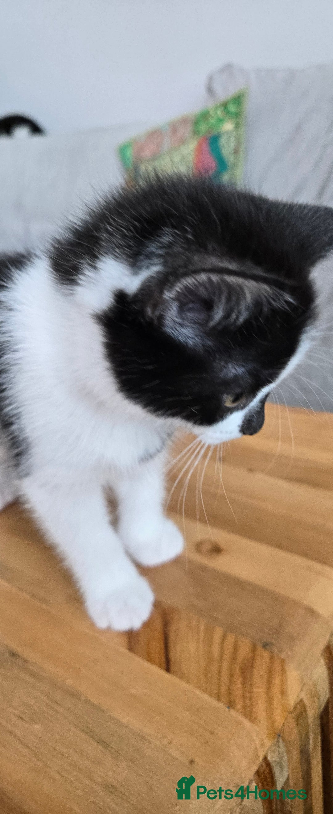 Mixed Breed cats for sale: Heart-Marked & Beautiful Kittens Ready - Image 9