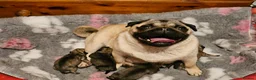 Pug dogs for sale: Pug puppies Kc registered  - Advert 5