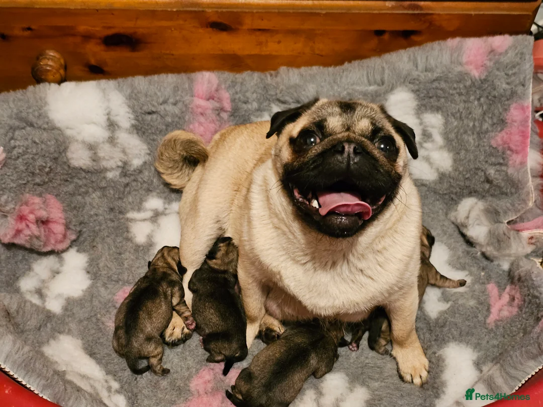 Pug dogs for sale: Pug puppies Kc registered  - Advert 5