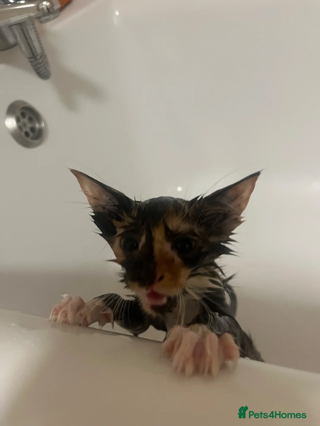 Maine Coon cats for sale: 2 female main coon mix’s  - Advert 1