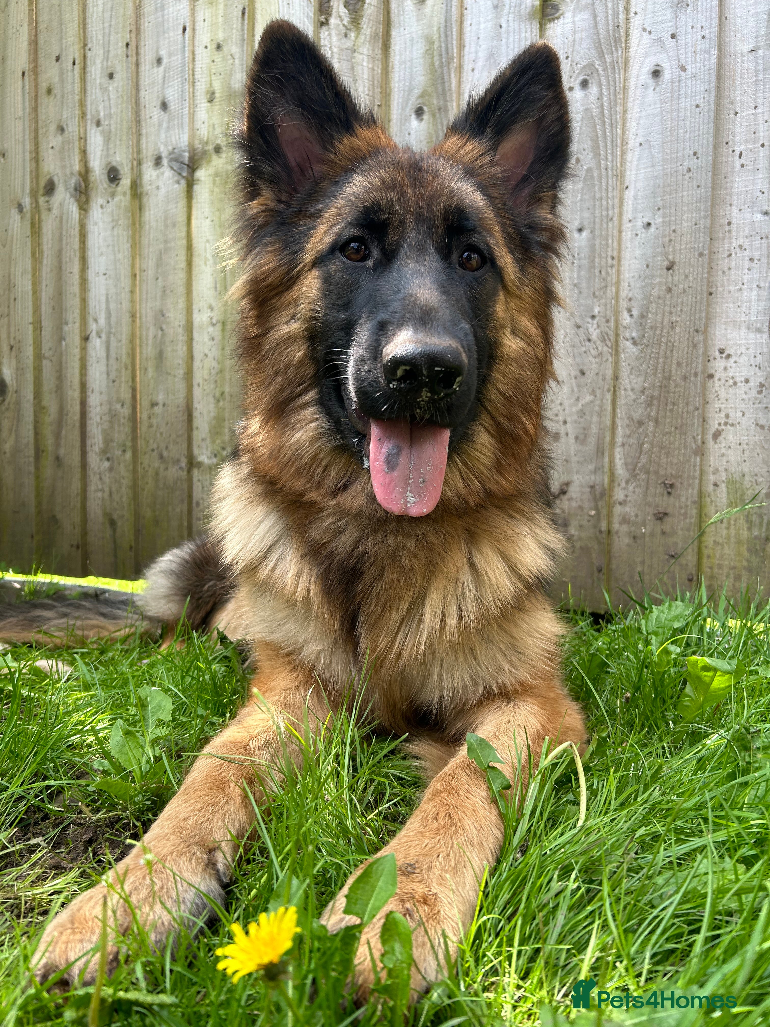 German Shepherd dogs German Shepherd for Adoption to a loving home - Advert 1