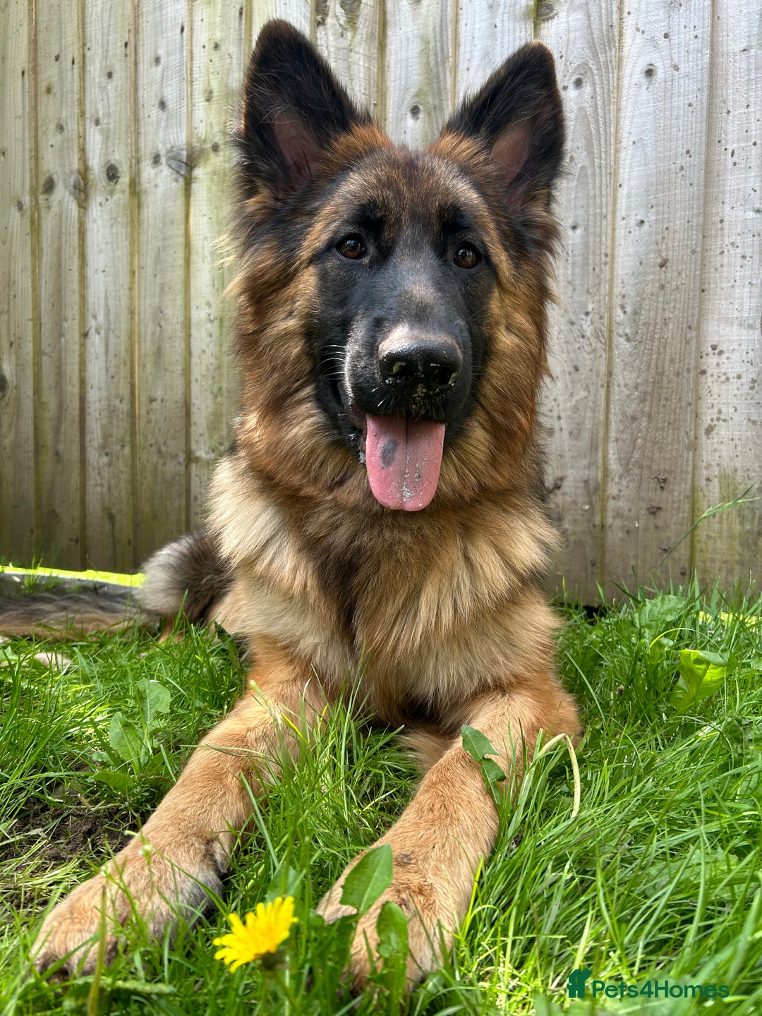 German Shepherd dogs for sale: German Shepherd for Adoption to a loving home - Advert 1