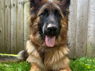 German Shepherd dogs German Shepherd for Adoption to a loving home - Advert 14